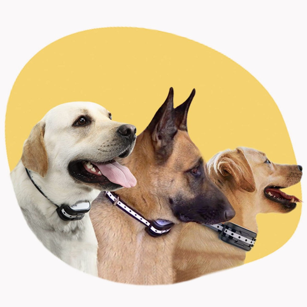 Clôture Électronique Sans Fil Avec Collier – Sécurité Pour Votre Chien