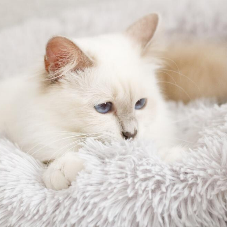 Cesta Aconchegante Para Gato - Ultra Macia