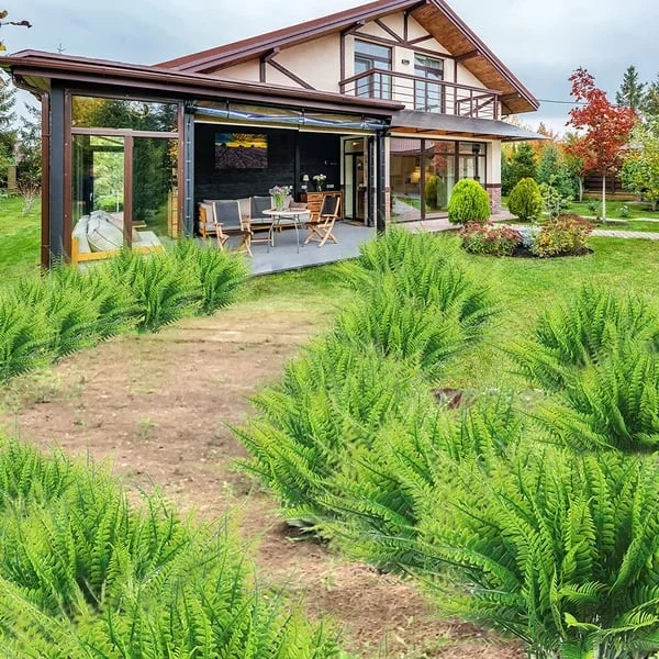 Dekorativ Bregne – Realistisk Utseende Og Lang Varighet 