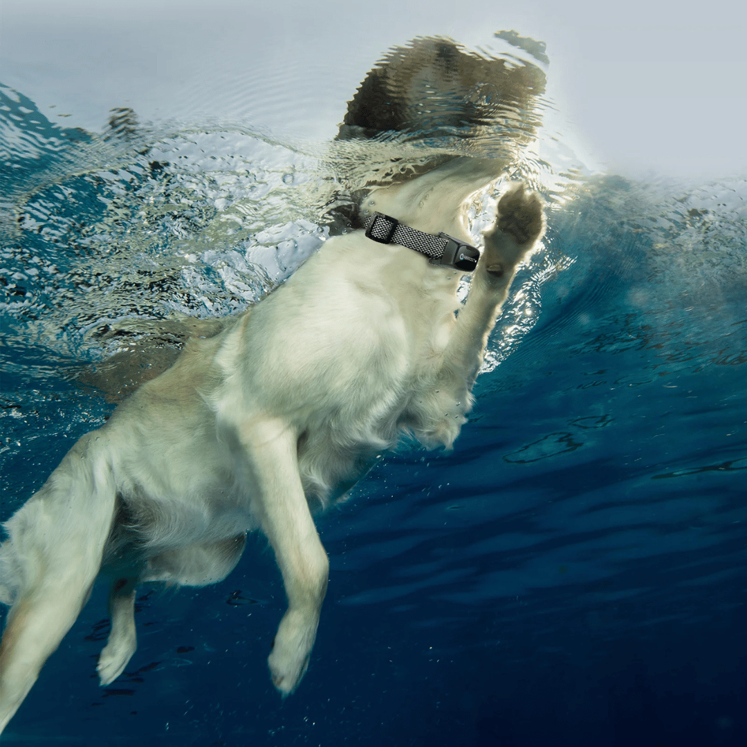 Koiran koulutuskaulakoru – LED-kaukosäädin ja kantama 1000 m 
