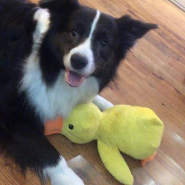 Soothing Duck Toy for Dog – Play and Relaxation Companion 